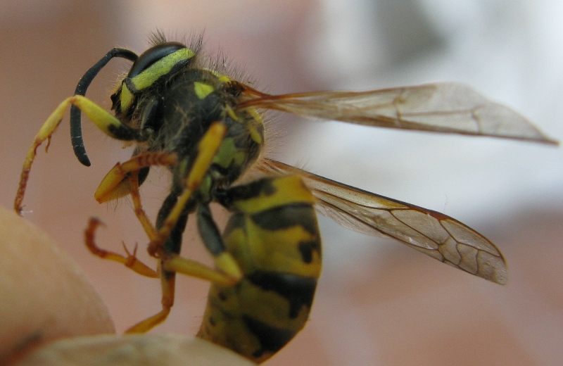 Vespula germanica